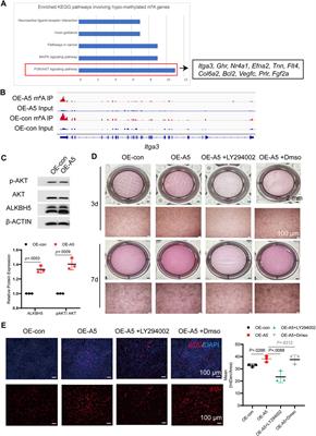 Role of the Demethylase AlkB Homolog H5 in the Promotion of Dentinogenesis